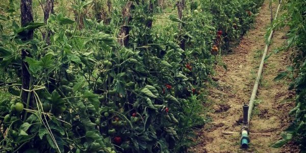 Image:Agriculture