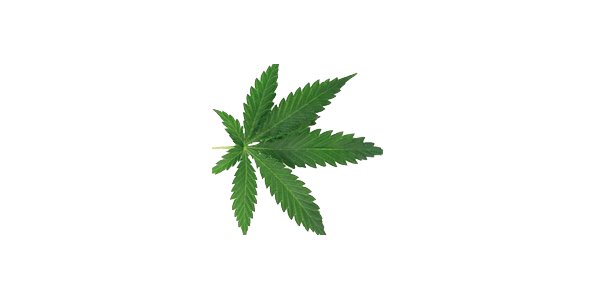 Illustration: Cannabis Sans Frontières : Appel aux bonnes volontés