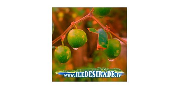 Image: 