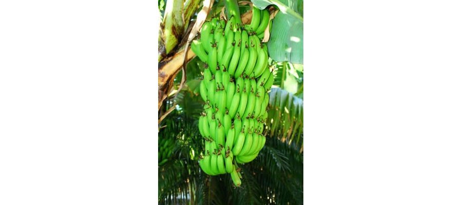 Image:Arrêt de l'épandage aérien de pesticides en Guadeloupe